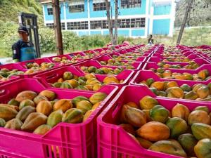 Productores de Puno comercializan directamente 55 toneladas de papayita andina a empresa agroexportadora