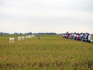 Productores de semillas elegirán hoy a sus representantes ante la Conase