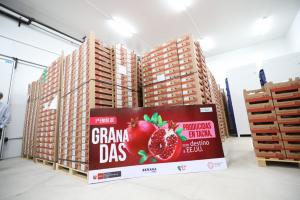 Productores de Tacna exportan 18 toneladas de granada a Estados Unidos