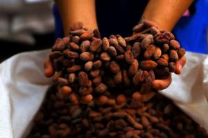 Productores de Ucayali exportan 50 toneladas de cacao en grano a Italia