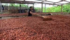 Productores de Ucayali exportan más de 25 mil kilos de cacao aromático a Holanda