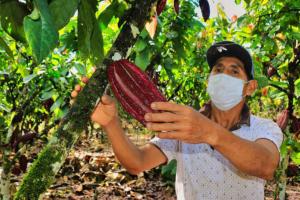 Productores del Alto Huallaga proyectan vender más de 1.632 toneladas de cacao