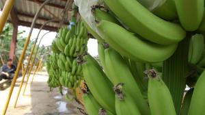 Productores ecuatorianos aseguran que la producción de banana caerá un 30% si se mantiene el precio en US$ 6,25