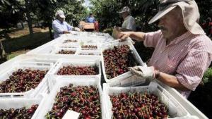 Productores frutícolas de Chile registran entre 50% y 70% menos de trabajadores para sus faenas en huertos o instalaciones