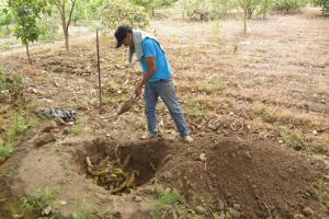 Productores frutícolas del valle Santa Catalina realizan control cultural de moscas de la fruta