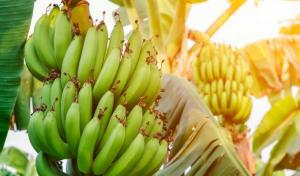 Productores latinoamericanos de banano denuncian prácticas de precios depredatorios en Europa