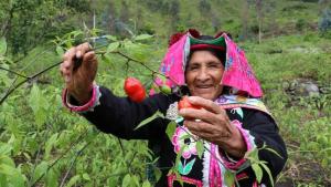 Productores mejoran producción en 202 hectáreas de rocoto orgánico en Puno
