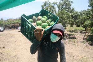 Productores peruanos de mango “Edward” registrarán pérdidas en la campaña 2022/2023