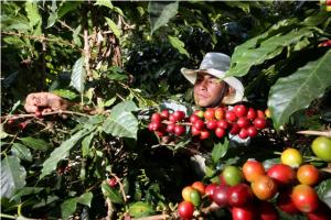 PRODUCTORES PIURANOS DE CAFÉ TRAS LA MARCA “CANCHAQUE”