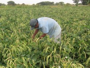 Productores piuranos lograron vender sus legumbres con una mejora de 30% en sus precios