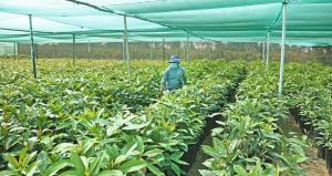 Productores podrán reducir inversión con plantones frutales de Chinecas