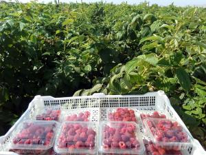 Productores y empresarios se capacitarán en campo para la producción de frambuesa de exportación