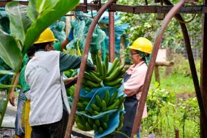 Productores y exportadores de banano de Latinoamérica y el Caribe instan a los minoristas a adoptar la metodología Fairtrade