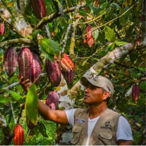 Programa Bosques promueve cultivo de cacao libre de deforestación en nueve regiones amazónicas