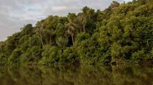 Programa de Conservación de Bosques benefició a más de 170 comunidades nativas en 9 regiones de la Amazonía durante el 2017