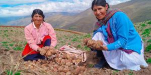Programa “Huancavelica Región Orgánica” beneficiará a 22.506 productores