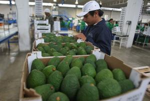 ProHass realizará el I Congreso Internacional de la Palta en  Perú