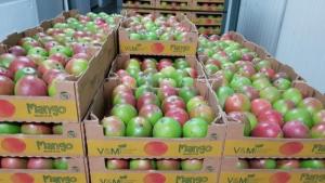 Promango: En total, se habrán exportado unas 210.000 toneladas de fruta fresca al concluir esta campaña