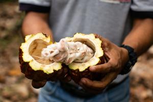 PromPerú impulsa cadena de valor del cacao del Vraem para que oferta exportadora crezca a nivel mundial