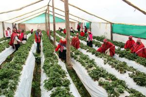 Promueven cultivo de hortalizas y frutas en zonas altoandinas para mejorar alimentación