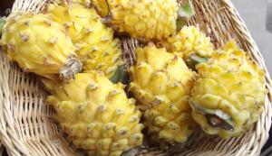 PROMUEVEN CULTIVO DE LA PITAHAYA EN LA SIERRA DE PIURA