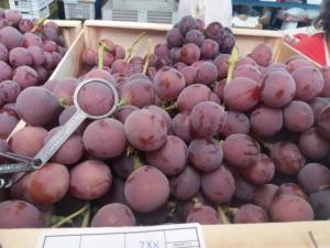 Pronostican que uvas Thompson y Red Globe están destinadas a salir del mercado en pocos años