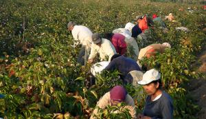 PRONÓSTICOS INEXACTOS SOBRE MAGNITUD DE “EL NIÑO” OCASIONARON PÉRDIDAS ENTRE ALGODONEROS
