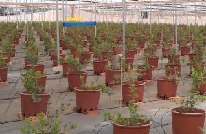 Proponen cultivos hidropónicos para el desarrollo del arándano