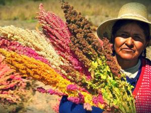 Proponen estrategias para reactivar la producción y comercialización de la quinua peruana