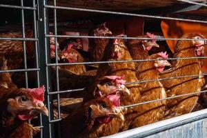 Proponen incentivar la producción de huevos libres de jaulas en el mercado peruano