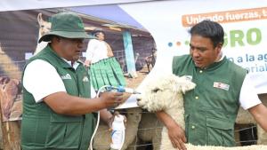 Protegen con kits veterinarios a más de 2 millones de alpacas y ovinos en 13 regiones del país