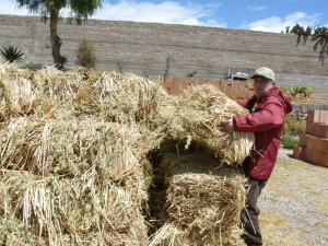 Protegerán a más de 110.000 cabezas de ganado por heladas