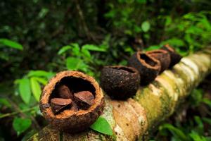 Protegerán más de 500,000 hectáreas de bosques de castaña