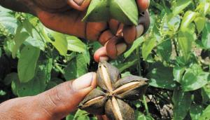 Protocolo de Nagoya y Reglamento Europeo de Novel Foods, ¿dos obstáculos para el desarrollo de la industria de productos naturales?