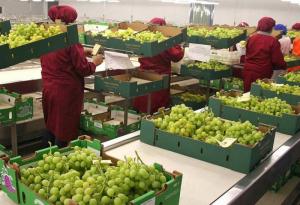 Provid: Perú exportaría 64.9 millones de cajas de uva de mesa en la campaña 2023/2024