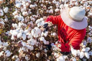 Proyectan sembrar 20.600 hectáreas de algodón en la campaña 2022-2023