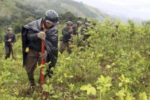 Proyecto Corah erradicó 5.429 hectáreas de hoja de coca en Ucayali, Tingo María y Puno durante el primer cuatrimestre del año