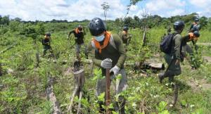 Proyecto Corah erradicó cerca de 20.000 hectáreas de sembríos ilegales de hoja de coca en lo que va de 2023