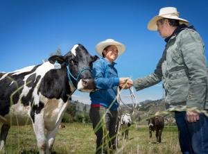 Proyecto Ganaderos de altura beneficia a cerca de 4.400 familias productoras de Cajamarca