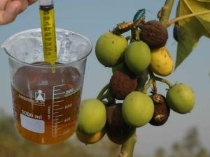 Proyecto que reemplaza diésel por aceite de piñón para generación eléctrica recibe galardón