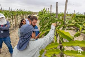 Proyecto Terra logra recertificación orgánica con miras a sus primeras exportaciones de pitahaya