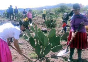 PROYECTO TUNA: INTERVENDRÁN 250 HAS DE  PLANTACIONES SILVESTRES EN AYACUCHO