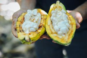 Proyectos de investigación, desarrollo e innovación impulsan el crecimiento de la agricultura y agroindustria en Piura