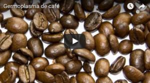 “Pruebas piloto con  germoplasma de primera generación de semillas de café  están dando resultados positivos”