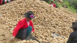 Publican los pasos para la compra de excedentes de papa en las regiones