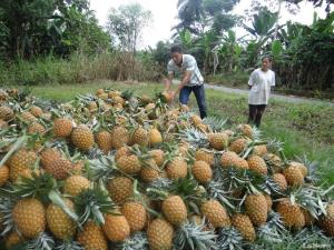 Puno: agricultores de San Gabán instalarán 360 hectáreas de frutales