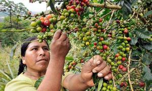 Puno: ampliarán cultivos de café en Sandia