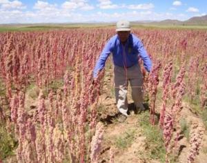 Puno busca incrementar su producción de quinua hasta las 50 mil toneladas anuales