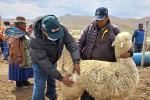 Puno: capacitan a productores de Mañazo para mejorar calidad genética de alpacas
