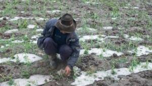 Puno: cerca de 100 mil hectáreas de cultivo se encuentran aseguradas en campaña 2016/2017